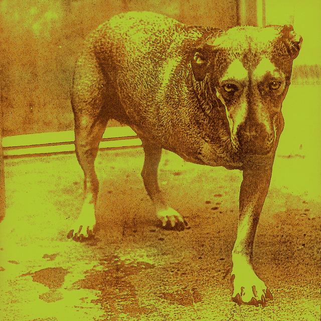 Album cover art for Alice in Chains